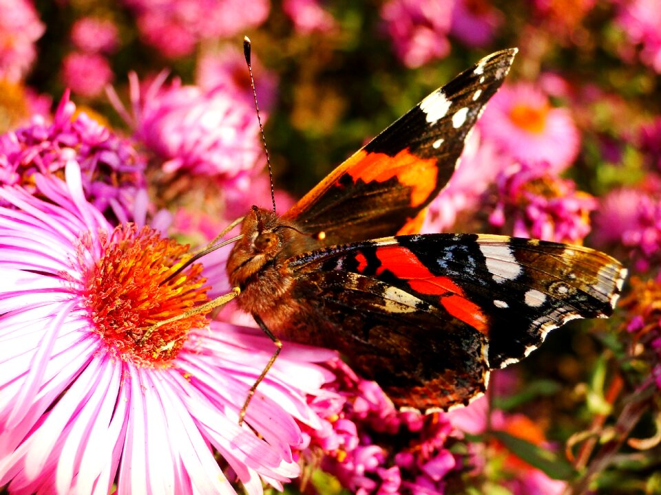 Flower at the court of animals
