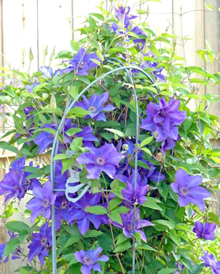 Clematis4-3 edited-1 (46769390464)