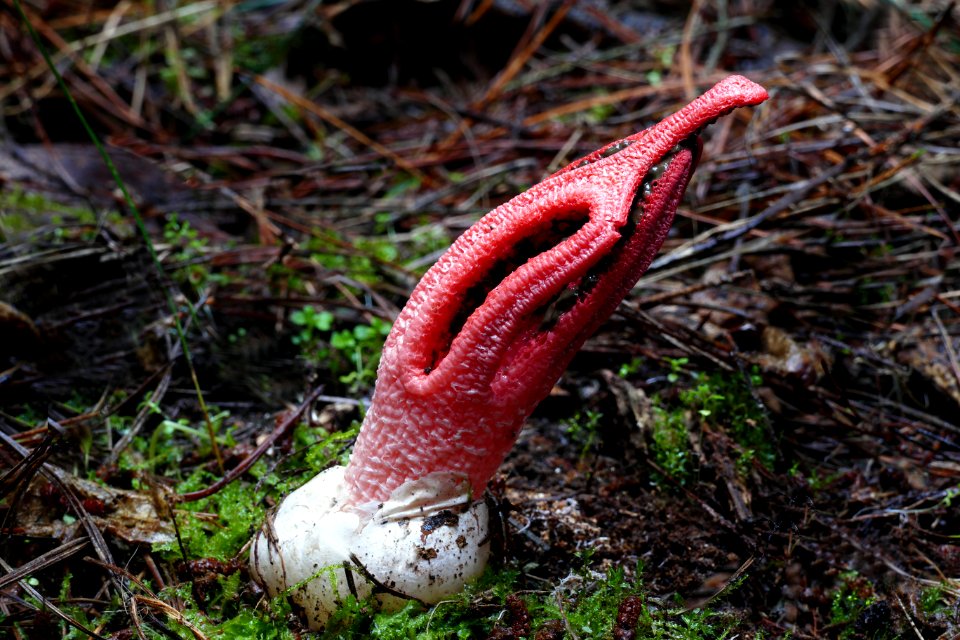 Clathrus archeri.Devils fingers. (50889872241)