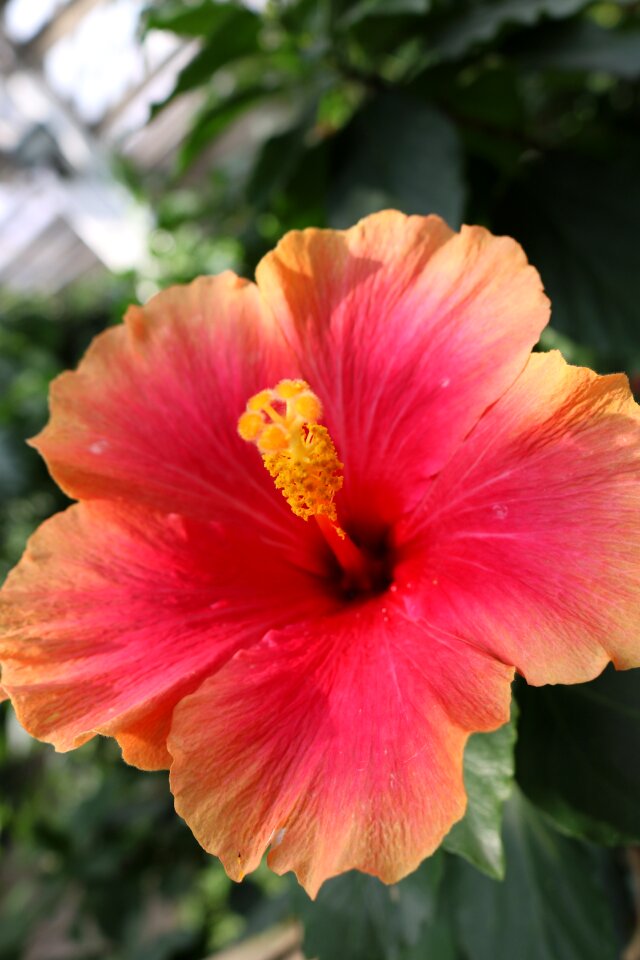 Yellow flower tropical blossom photo