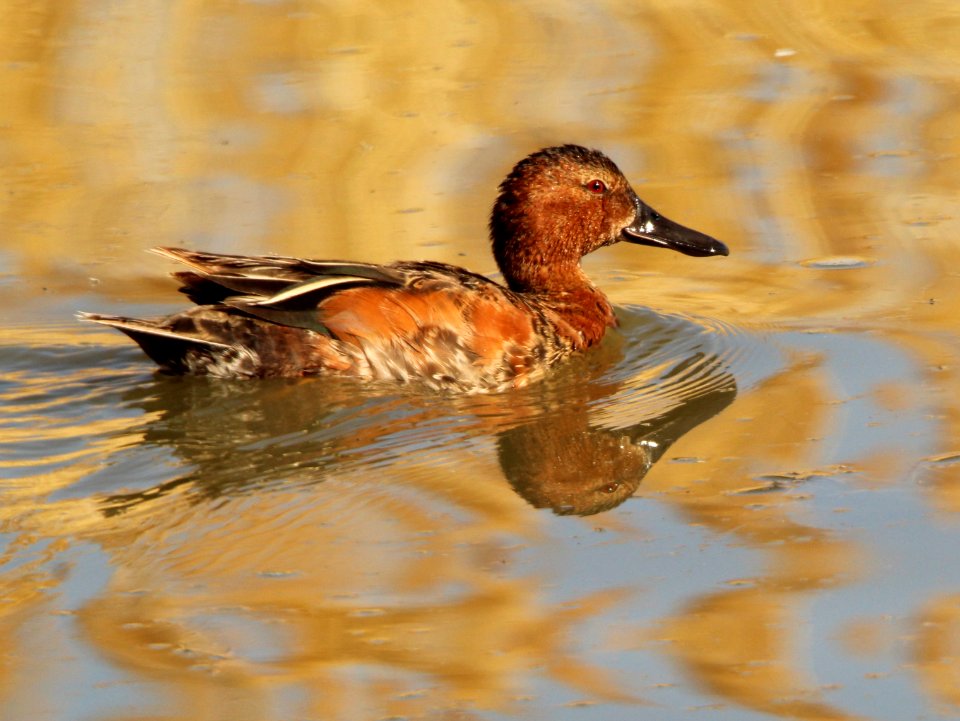 Cinnamon Teal Bear River MBR June 2021 (51554311187)