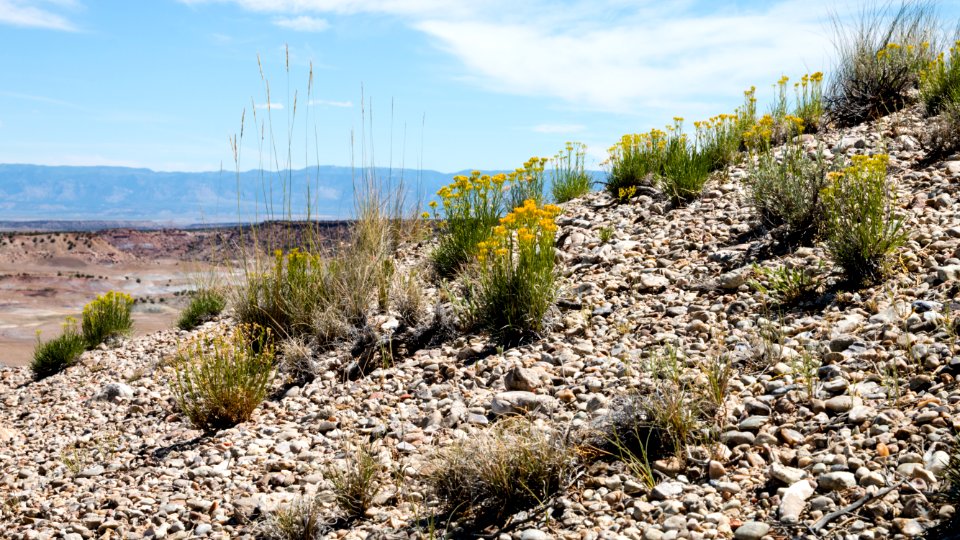 Cleveland-Lloyd Dinosaur Quarry, Utah (35392588866)