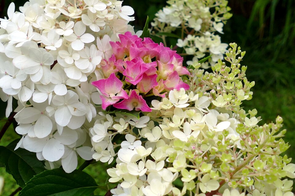 Pink garden summer