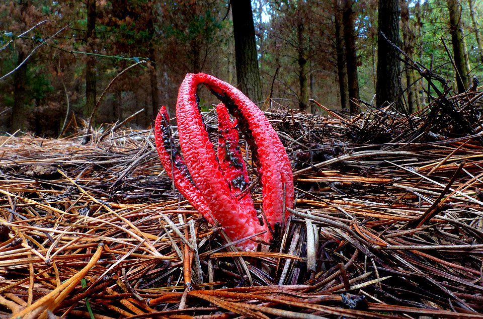 Clathrus archeri, (51295052786)