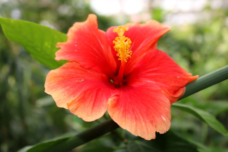 Yellow flower tropical