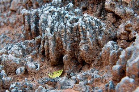 Cold winters (frost heaving) cause the high relief of soil crusts in southeast Utah. (8589256625) photo