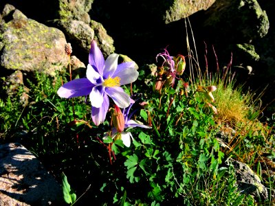 Colorado Columbine (43424374962)