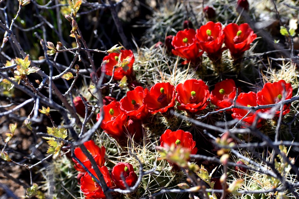 Cluster of Claret Cups (34836527814)