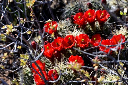Cluster of Claret Cups (34836527814)