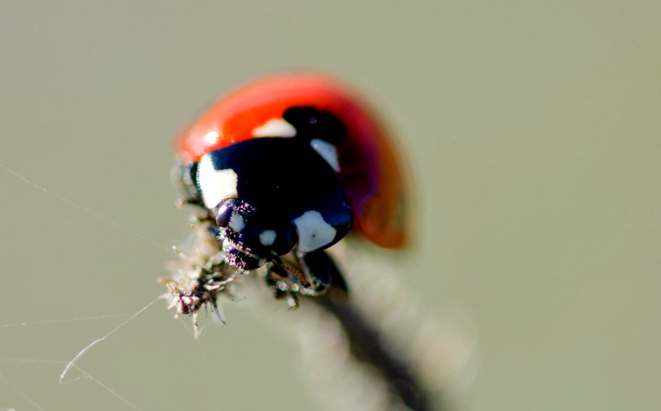 Coccinelle rouge (30070442053)