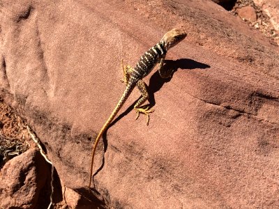 Collard Lizard (51395407973)