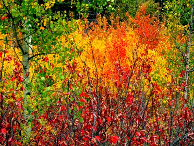 Colorful Aspen and Chokecherry Leaves, Medano Canyon (44386169945)