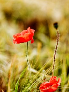 Come and visit my serie poppy (42489578411)