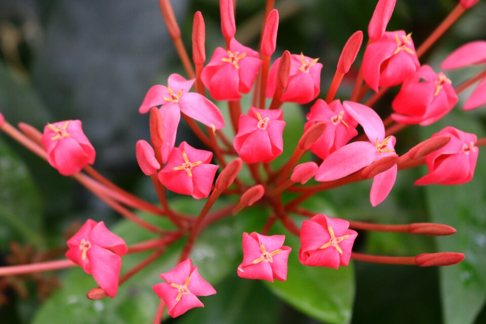 Buds blossom plant photo