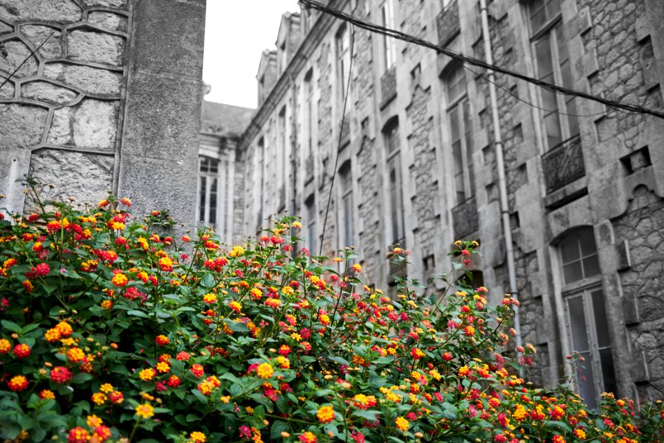 Colour amongst the ruins (51611134169)