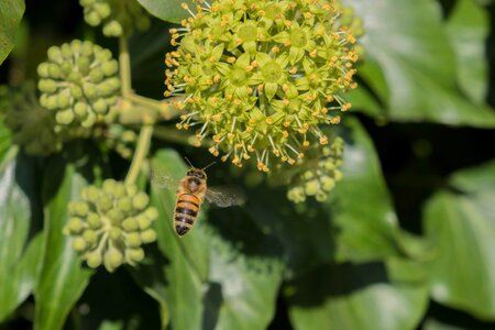 Bee nature pollination