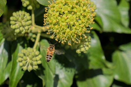 Bee nature pollination photo