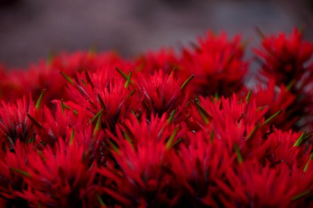 Common Paintbrush (7167168360)