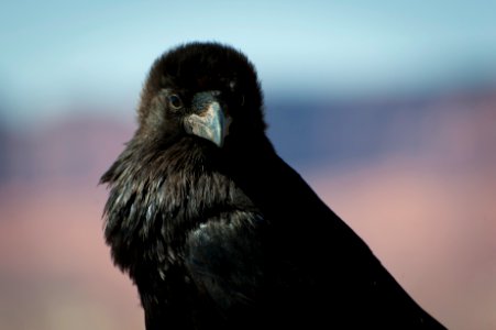 Common Raven (9425450632) photo