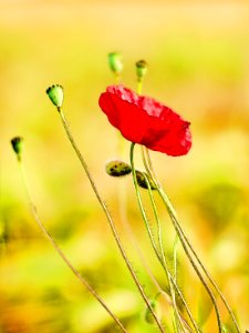 Come and visit my serie poppy (42489581381)