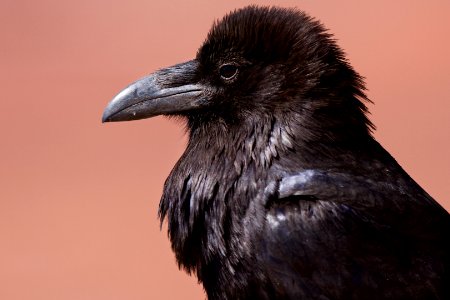Common Raven (8044062268) photo