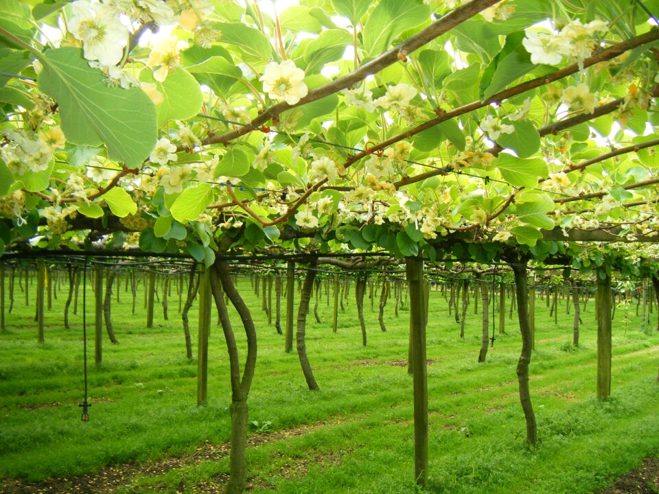 Horticulture green news green new