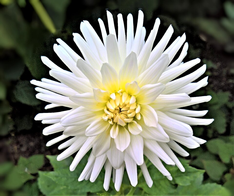 Flower single bloom white