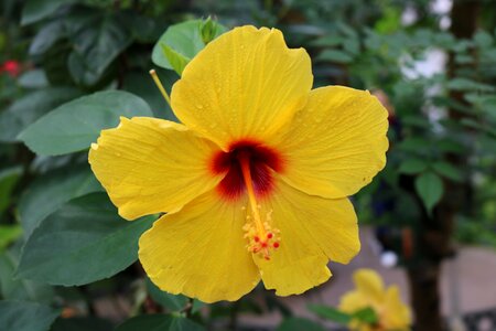 Yellow flower tropical photo