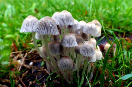 Coprinellus disseminatus (Fairies Bonnets) (50020780553)