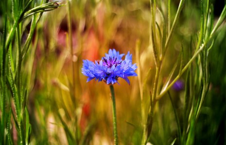 Cornflower aux bokeh (48061593271)