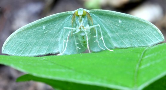 Cool Mint (5819088469)
