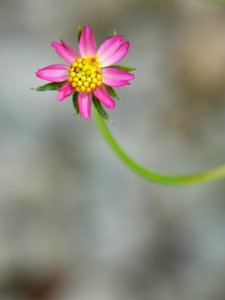 Cosmos - Flickr - GeorgeTan ^2...thanks for millionth support photo