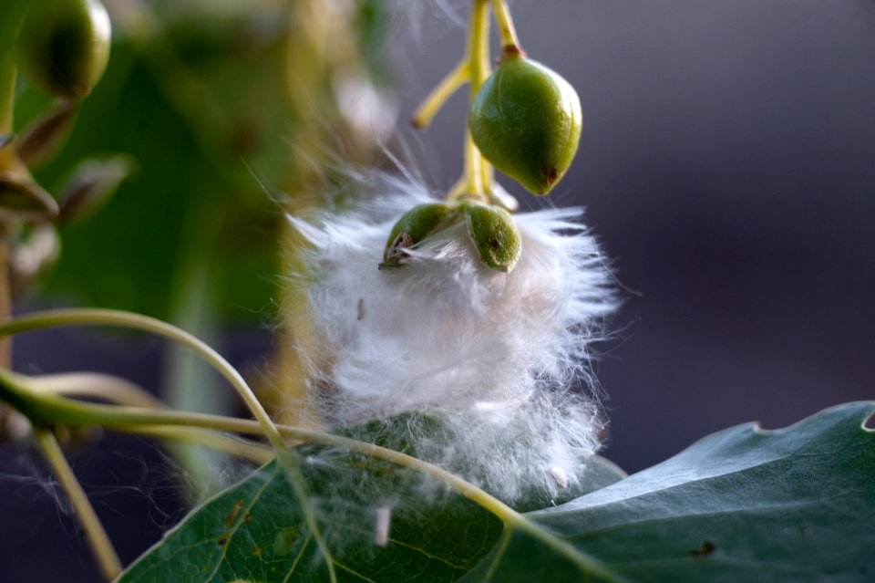 Cottonwood Seeds (7443443256)