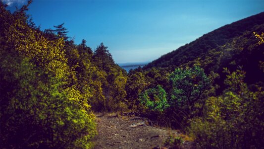 Forest nature timber