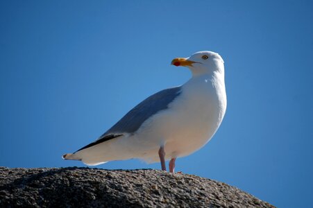 Bird sea seagull