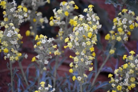Cryptantha Cluster (34868989283)