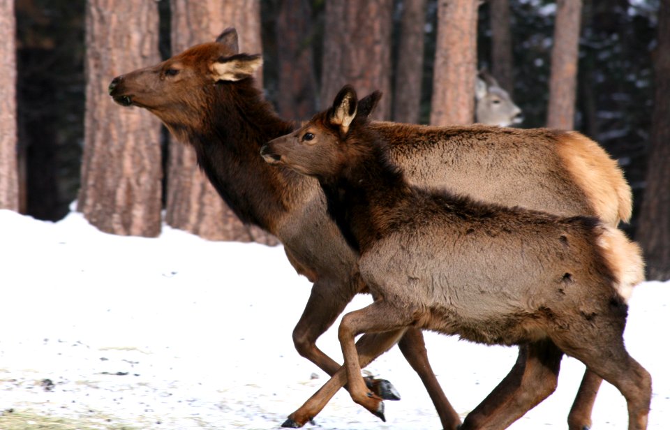 Cow calf elk sumpter unit myatt odfw (4457694835)