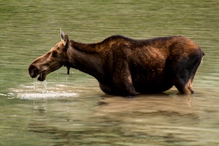 Cow moose (32850084400)