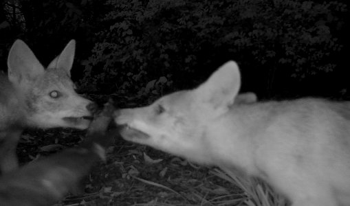 Coyote kiss (51385489410) photo