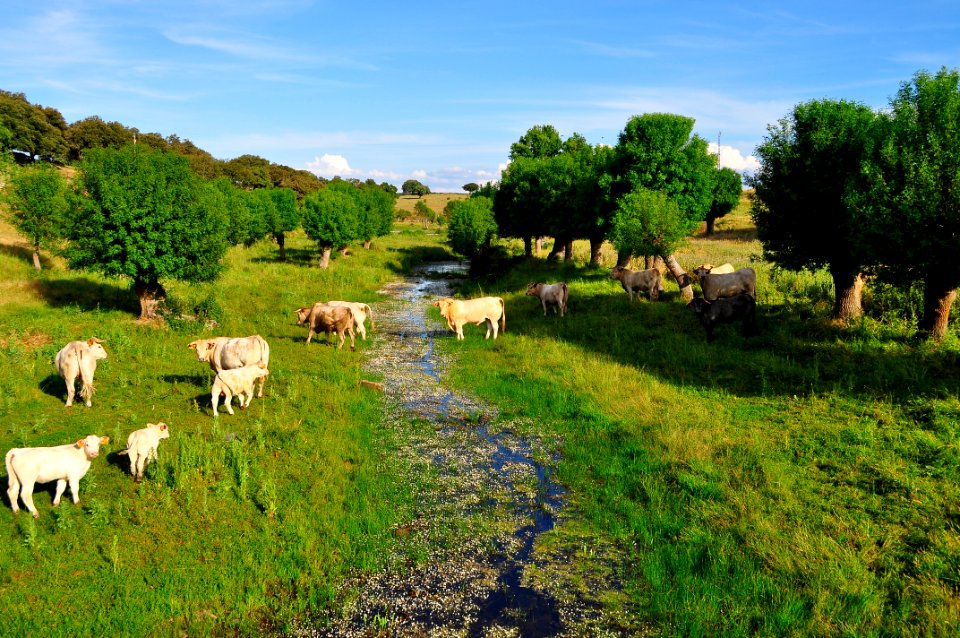 Cow farm (37034669642)
