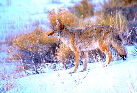 Coyote in Snow (50365043458) photo