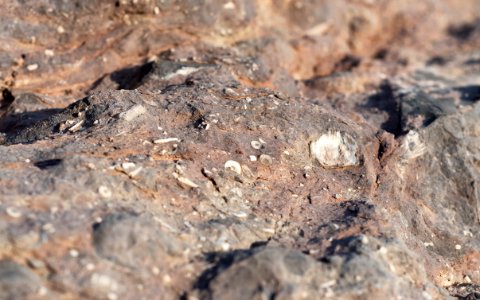Crinoid Fossils (51330975183)