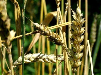 Cereals grain wheat grains