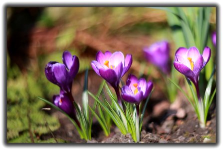 Crocus avec obj. Cyclope (46497179774)