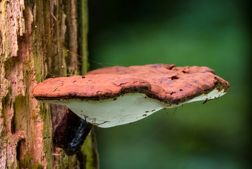 Tree fungus fungus rotten wood