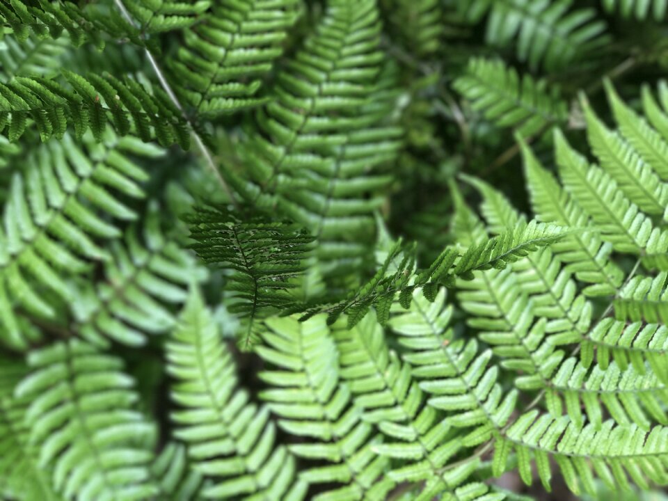 Green natural garden
