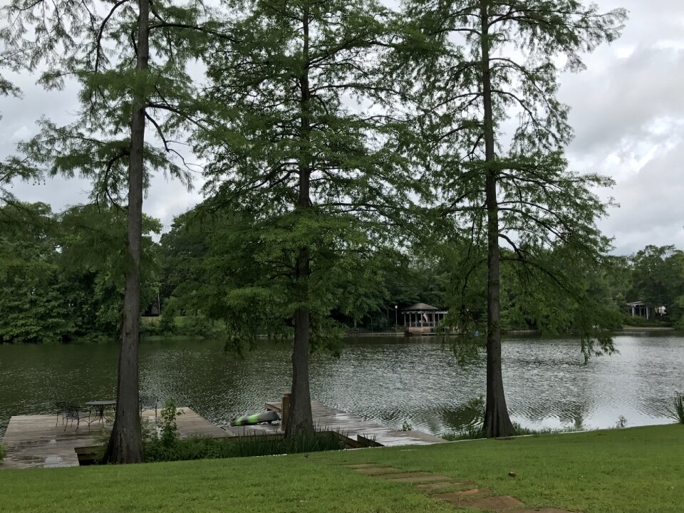 Cypress nature bayou