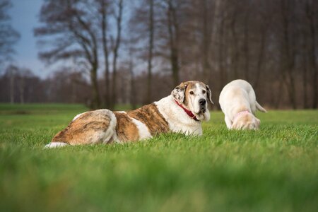 Dog herd protection dog mastin photo