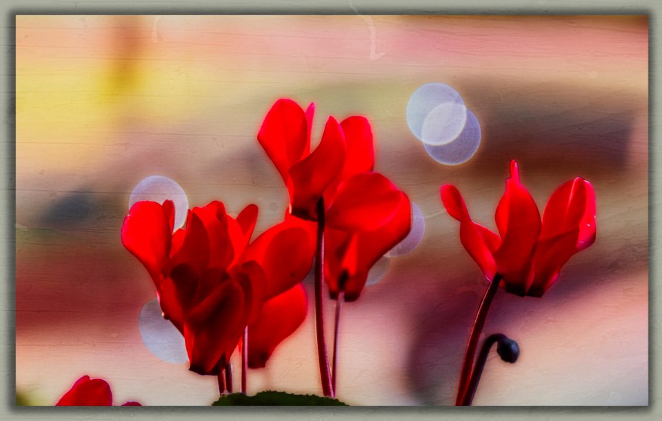 Cyclamen décoratif (46643333854)