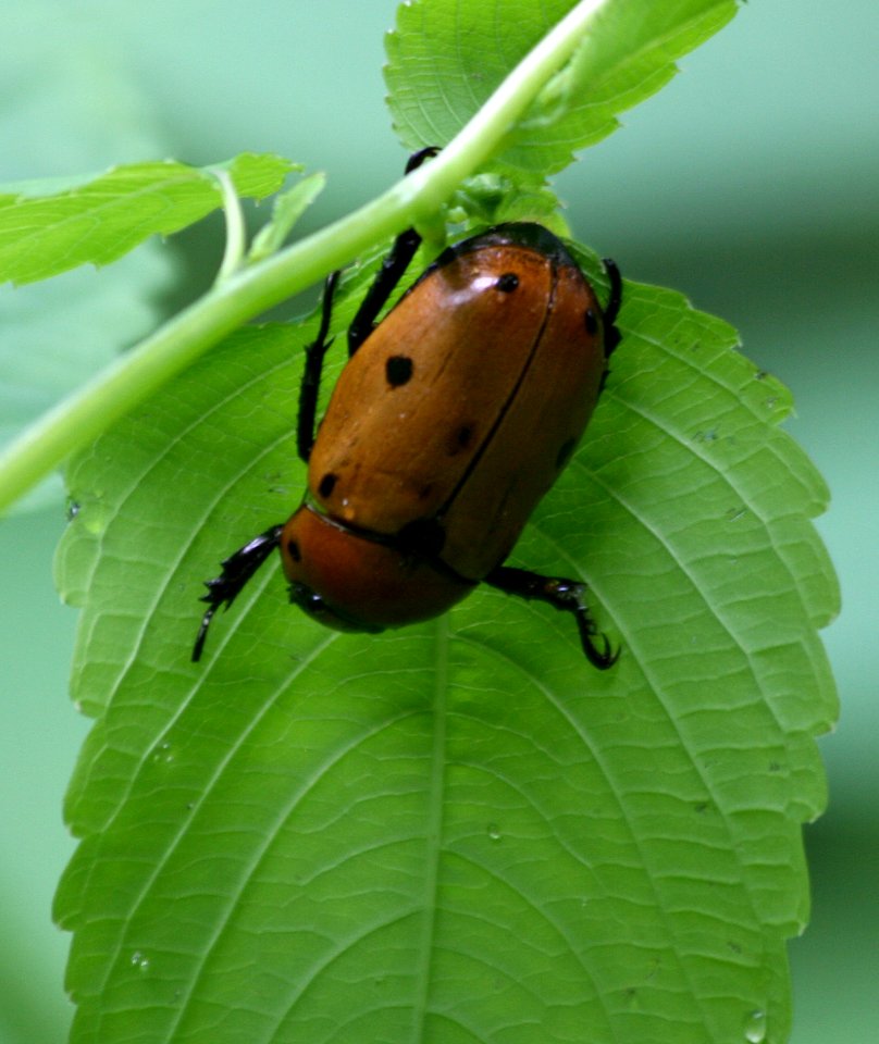 Curious beetle (2699558743)